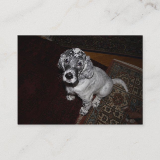 Cartão De Visita English Setter Puppy (Frente)
