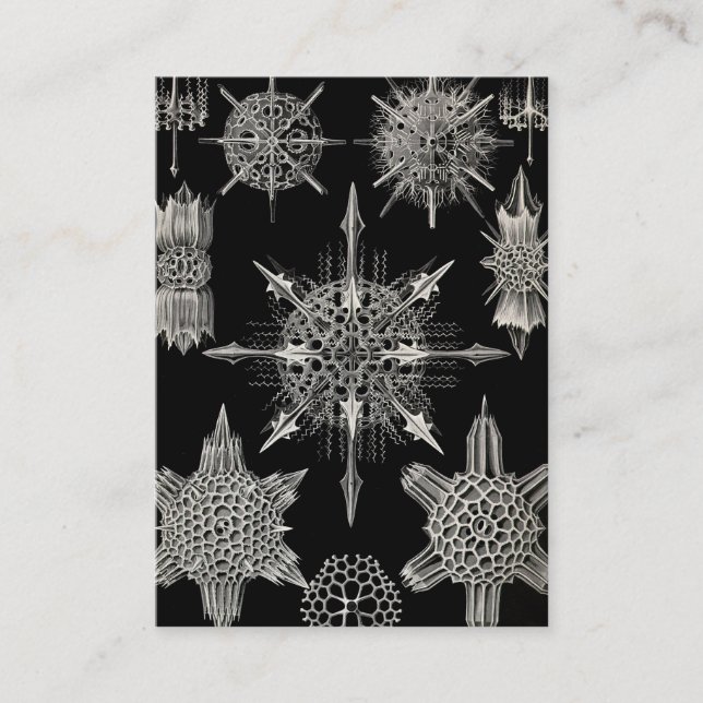 Cartão De Visita Ernst Haeckel | Acanthophracta (Frente)