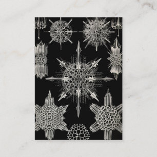 Cartão De Visita Ernst Haeckel Acanthophracta