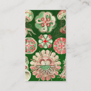 Cartão De Visita Ernst Haeckel Discomedusae (Aurelia)