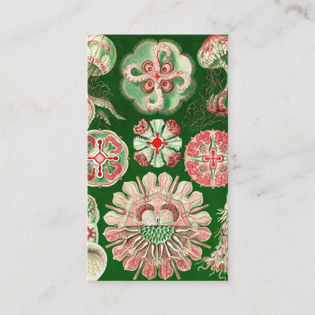 Cartão De Visita Ernst Haeckel Discomedusae (Aurelia) (Frente)