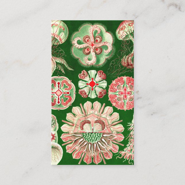 Cartão De Visita Ernst Haeckel Discomedusae (Aurelia) (Frente)