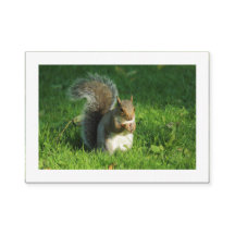 Esquilo de cinzas, Parque de Bute, Cardiff (Bordad