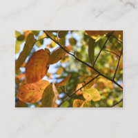 Fall Leaf Autumn Deixa Sky Nature Fotografia