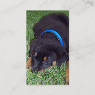 Cartão De Visita filhote de cachorro do rottweiler