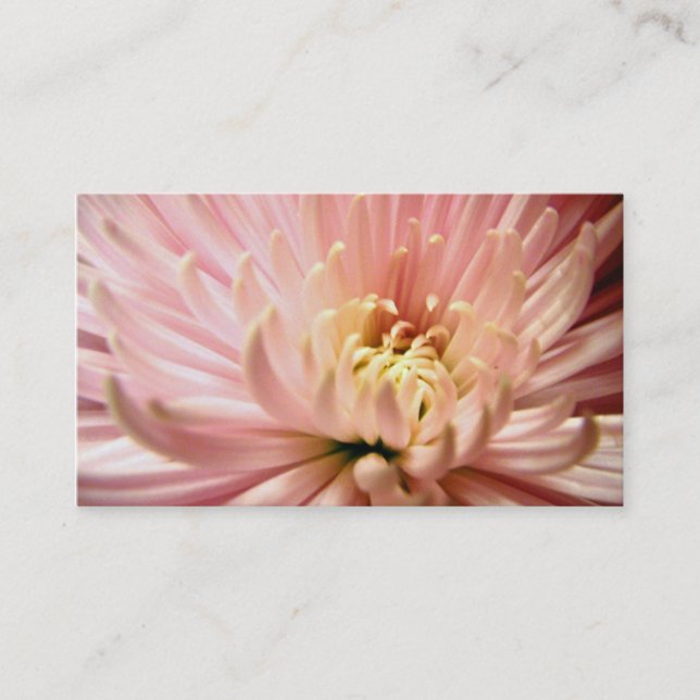Cartão De Visita Flor de rosa claro crisântemo (Frente)