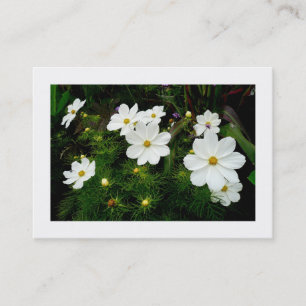 Cartão De Visita Flores brancas do Cosmos, Mini foto