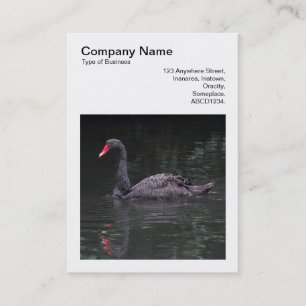 Cartão De Visita Foto ao quadrado (v3) - Cisne preto