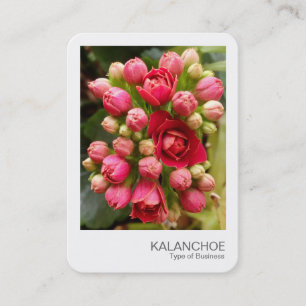 Cartão De Visita Foto Instantânea - Flores e Botões de Kalanchoe