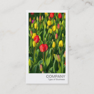 Cartão De Visita Foto instantânea - Tulipas coloridas