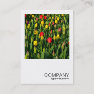 Cartão De Visita Foto Quadrada 0202 - Tulips Coloridos