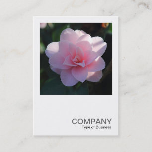 Cartão De Visita Foto Quadrada 0394 - Pink Camellia