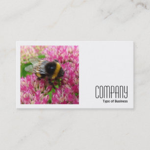 Cartão De Visita Foto Quadrada (v2) - Abelha do Bumble no Sedum