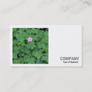 Cartão De Visita Foto quadrada (v2) - Gerânio solitário
