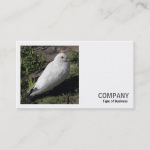 Cartão De Visita Foto Quadrada (v2) - Pombo Branco
