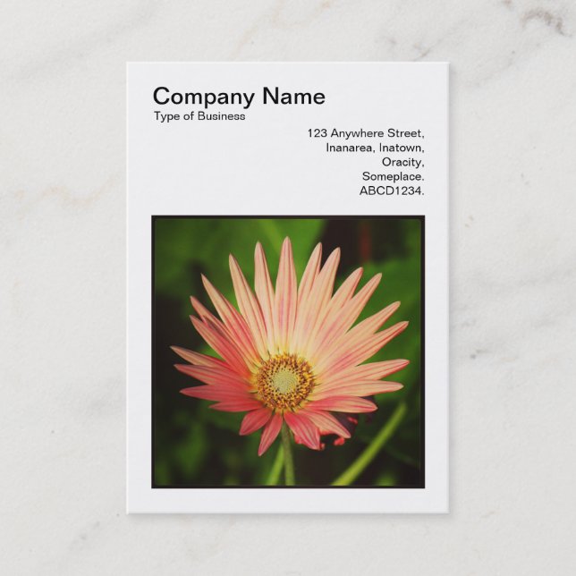 Cartão De Visita Foto quadrada (v3) - margarida africana (Frente)