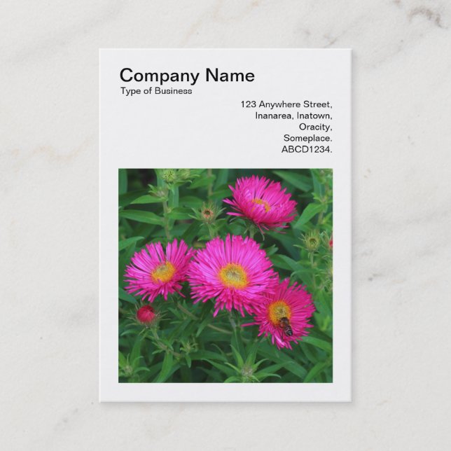 Cartão De Visita Foto Quadrada (v3) - Michaelmas Daisies 02 (Frente)
