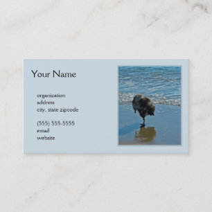 Cartão De Visita Fotografia de Balé Keeshond - Arte de Cão Origin