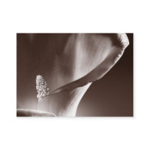 Fundo Preto de Flor Lily Branco