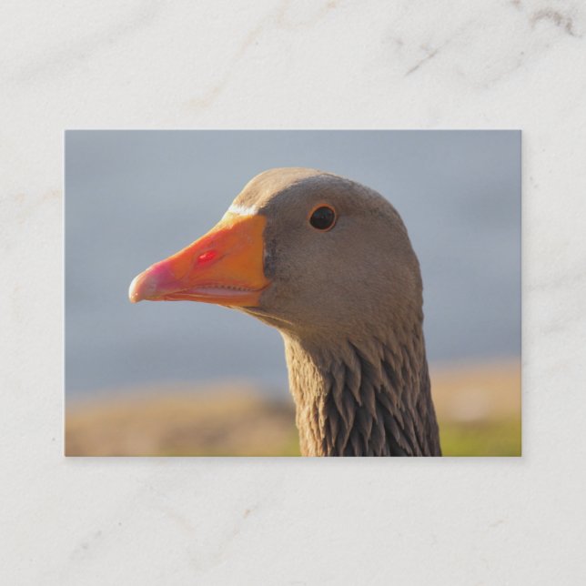 Cartão De Visita Ganso Greylag inquisitivo (Frente)