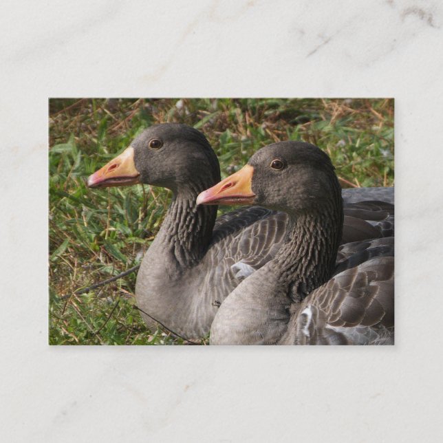 Cartão De Visita Greylag Geese (Frente)