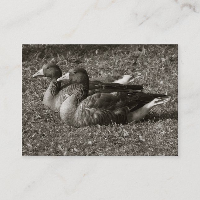 Cartão De Visita Greylag Geese (Sepia) (Frente)