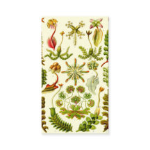 Hepaticae de Ernst Haeckel