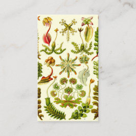 Cartão De Visita Hepaticae de Ernst Haeckel