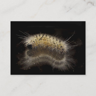 Cartão De Visita Hickory Tussock Caterpillar ATC