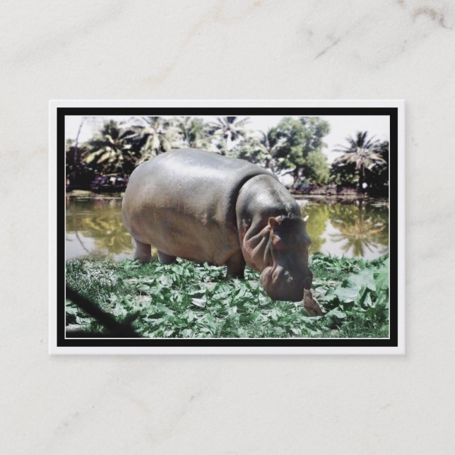 Cartão De Visita Hippo & Bird (Frente)