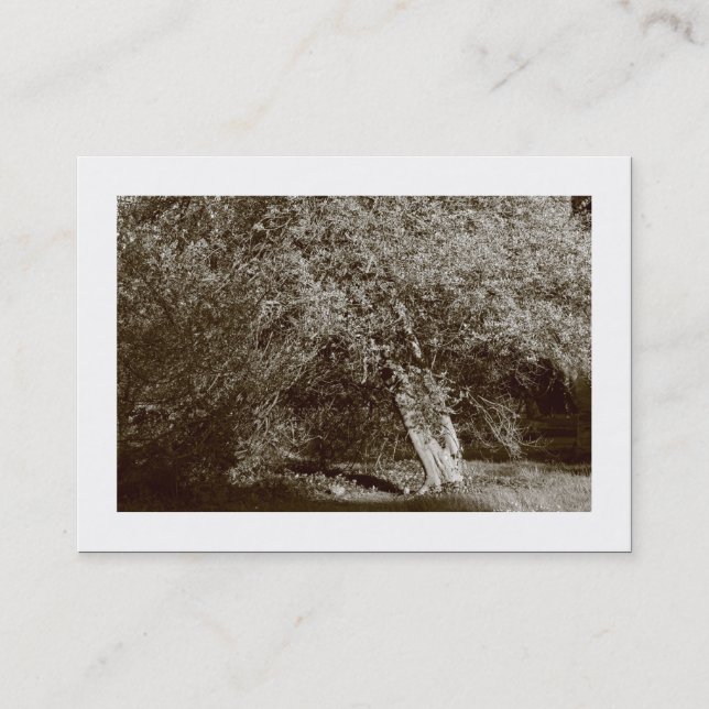 Cartão De Visita Holly Tree - Sepia (Bordado) (Frente)