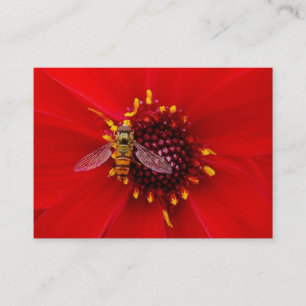 Cartão De Visita Hover Fly em Dahlia, Mini Foto