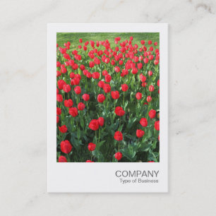 Cartão De Visita Instant Photo 086 - Bed of Red Tulips 01