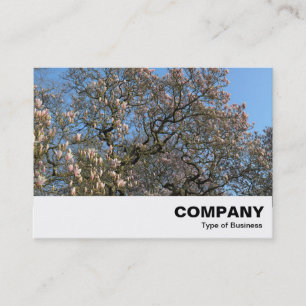 Cartão De Visita Magnolia Tree in Blossom