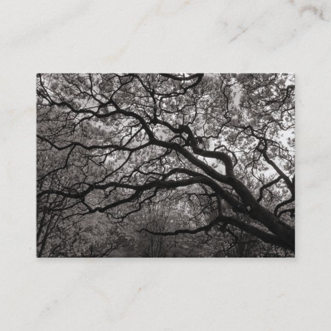 Cartão De Visita Magnolia Tree in Blossom 01 (Frente)