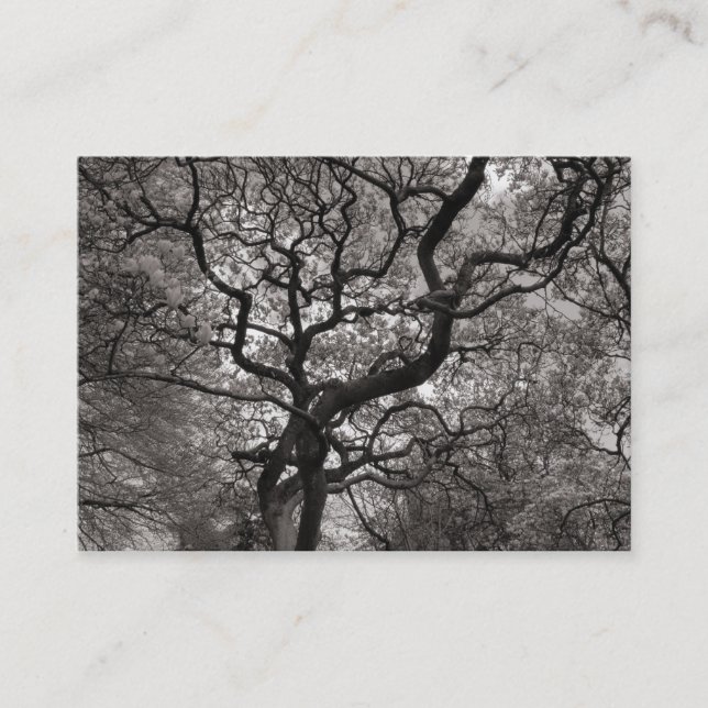 Cartão De Visita Magnolia Tree in Blossom 03 (Frente)