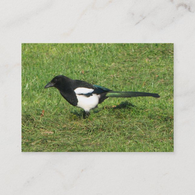 Cartão De Visita Magpie Europeu (Frente)