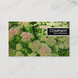 Cartão De Visita Marca de borda - Sedum "Autumn Joy"