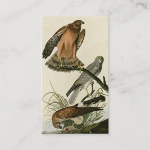 Cartão De Visita Marsh Hawk das Aves da América de Audubon