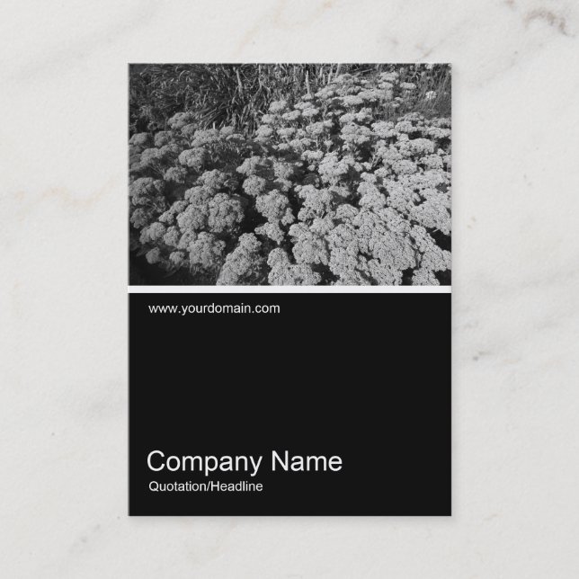 Cartão De Visita Meia Foto 0234 - Sedum "Autumn Joy" (Frente)