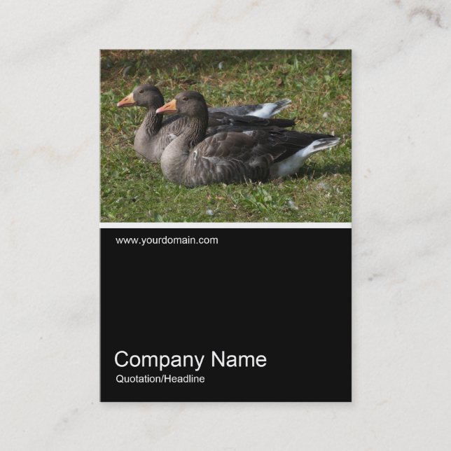 Cartão De Visita Meia &Foto 0242 - Greylag Geese (Frente)