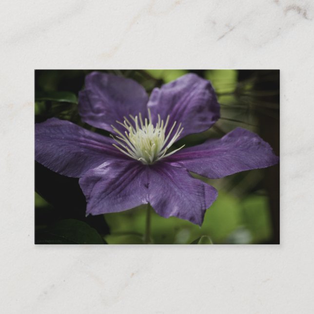 Cartão De Visita Mini Impressão Clematis 8510 (Frente)