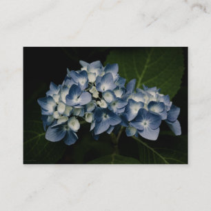 Cartão De Visita Mini impressão do Hydrangea 8514 azuis