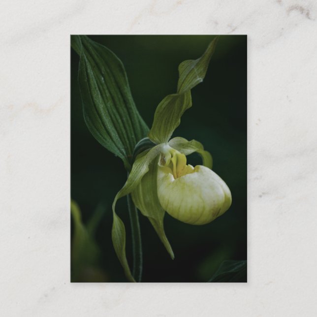 Cartão De Visita Mini Impressão do Slipper Amarelo (Frente)