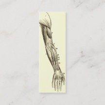 Músculos da anatomia | do vintage do braço (cerca