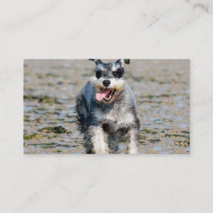 Cartão De Visita mini schnauzer