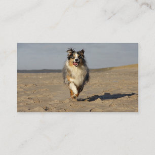 Cartão De Visita Miniature American Shepherd Correndo Na Praia