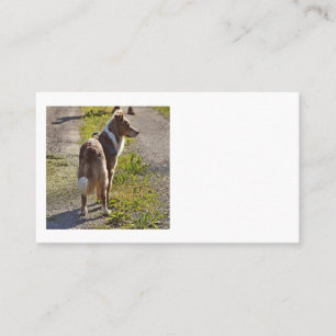 Cartão De Visita Miniature American Shepherd Vermelho Merle com Cau