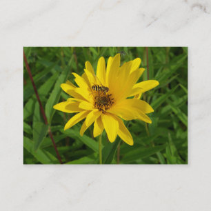 Cartão De Visita Mosca-do-mato num crisântemo amarelo