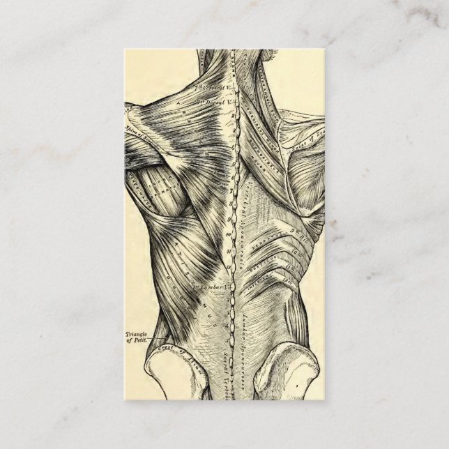 Cartão De Visita Músculos traseiros da arte humana da anatomia (Frente)
